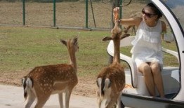 小鹿早期爆料图片高清视频,高清图片与视频揭秘幕后精彩瞬间